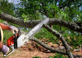 Walnut Grove, CA  Tree Services Company